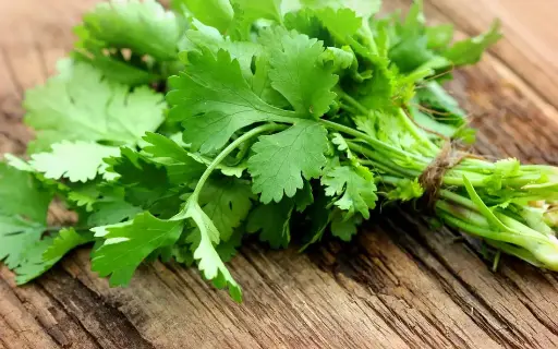 Coriander