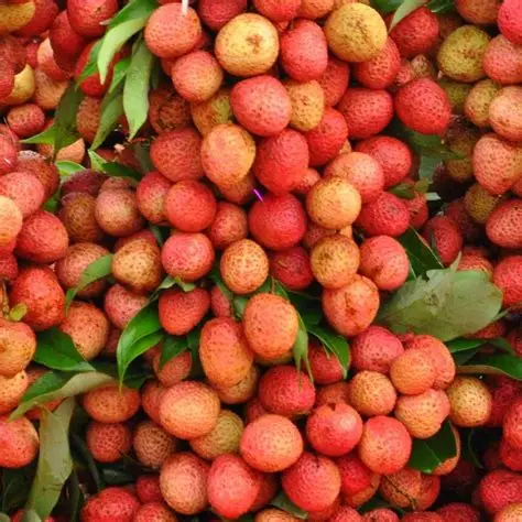 Litchi