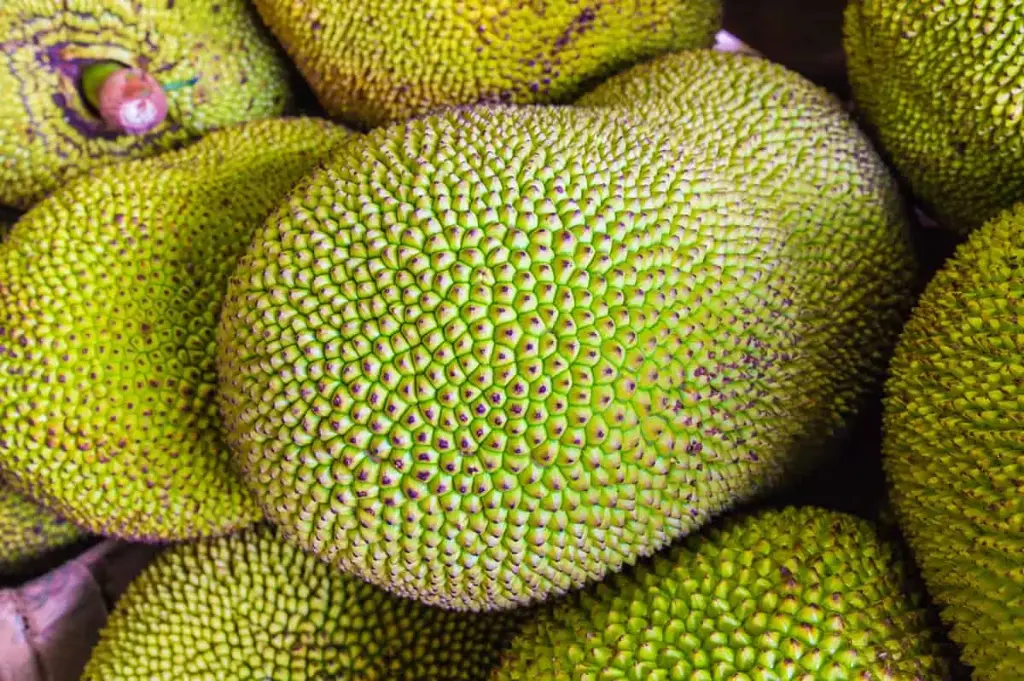 Jack Fruit