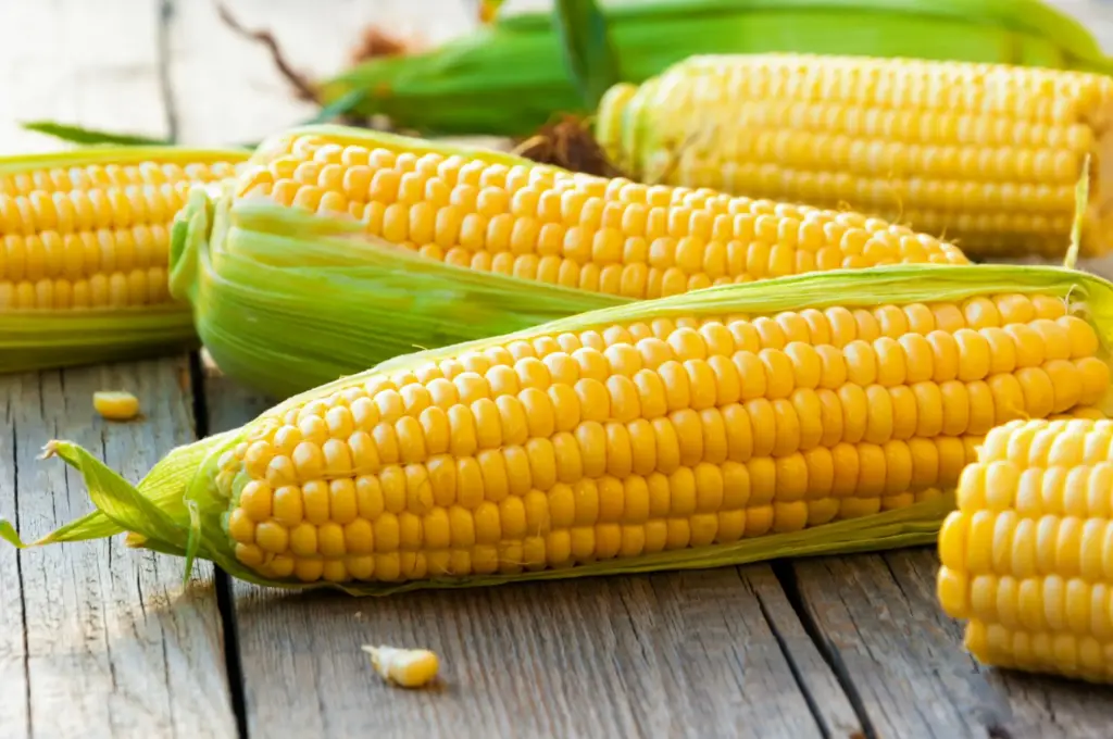 Sweet Corn (Single Piece)